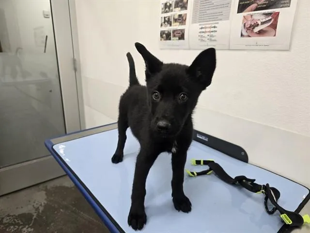 A baby small-sized female German Shepherd Dog dog named Reva for adoption in Mesa, AZ