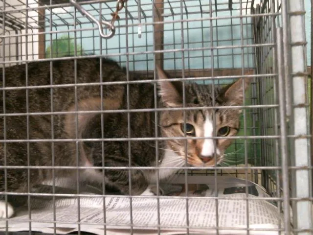 An adult medium-sized male Domestic Short Hair cat named Milo for adoption in Houston, TX