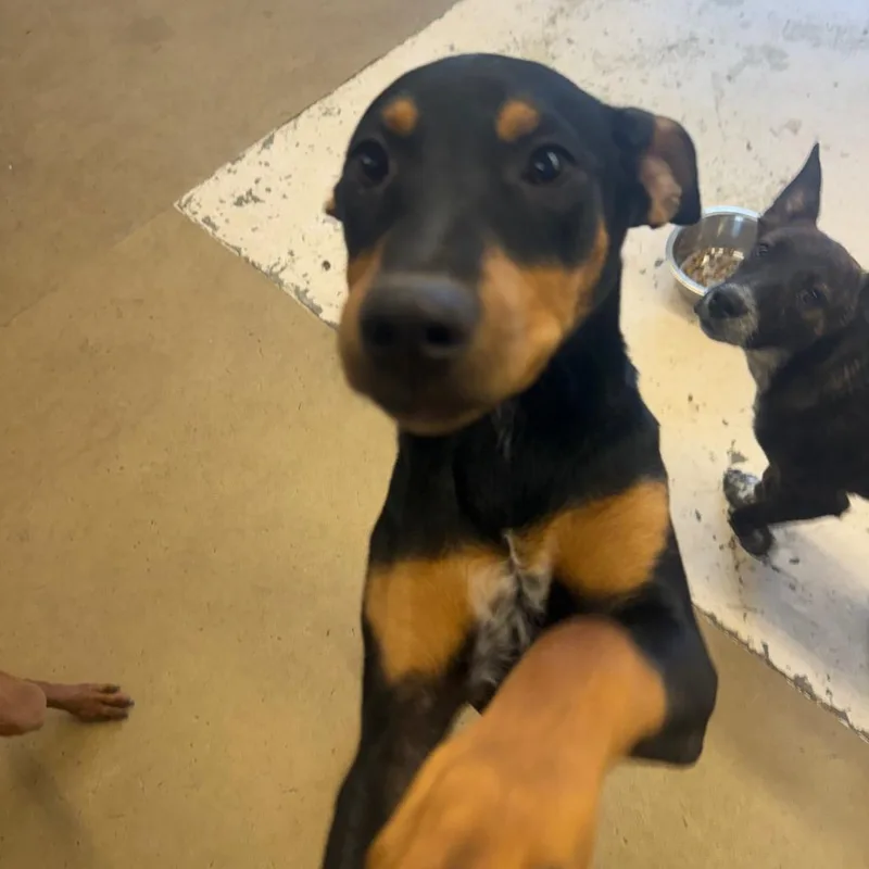 A baby small-sized male Black Australian Cattle Dog / Blue Heeler dog named Dusty for adoption in Grand Junction, CO