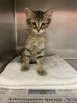 A baby small-sized female Domestic Medium Hair cat named Salt for adoption in Houston, TX