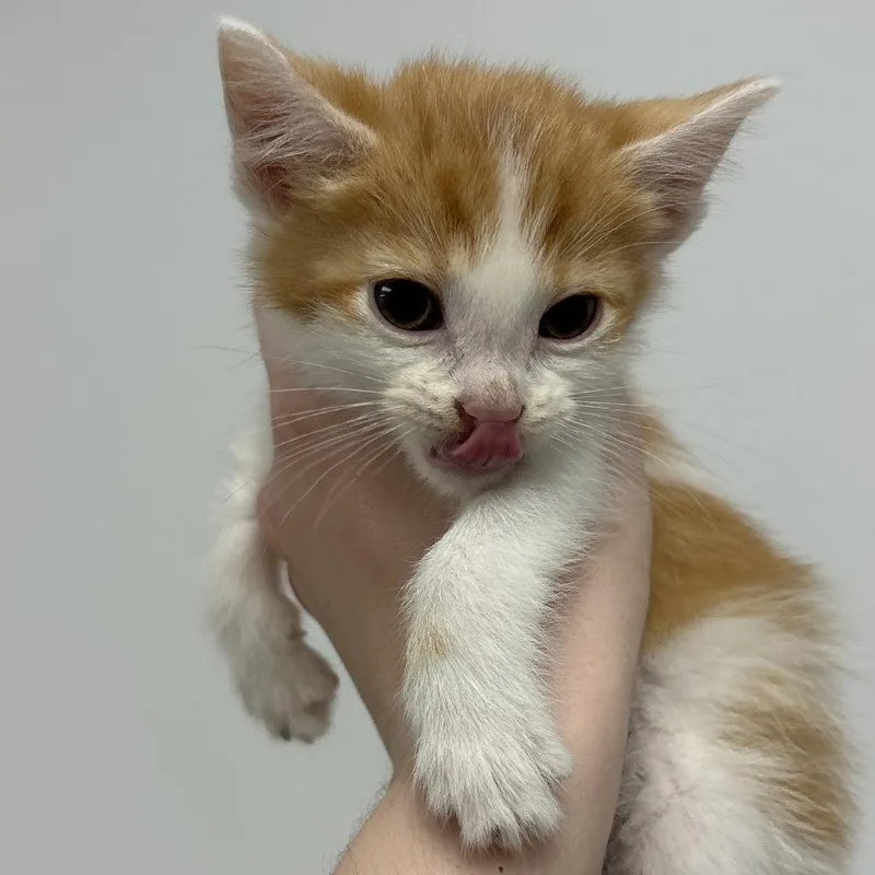 A baby small-sized male Orange / Red Domestic Short Hair cat named Slurpee for adoption in Naperville, IL