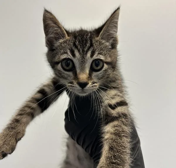 A baby small-sized male Domestic Short Hair cat named Ian for adoption in El Cajon, CA