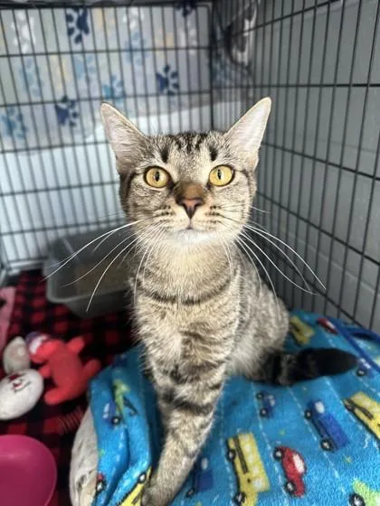 A young medium-sized female Domestic Short Hair cat named Coraline for adoption in Manitowoc, WI