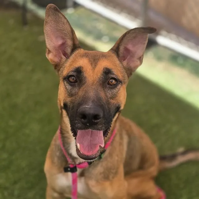 A young large-sized female Belgian Shepherd / Malinois dog named Dixie for adoption in Mesa, AZ
