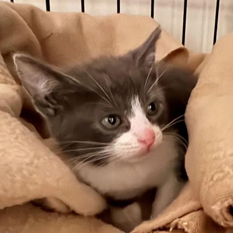 A baby small-sized female White Domestic Short Hair cat named Queenie for adoption in Hawthorne, CA