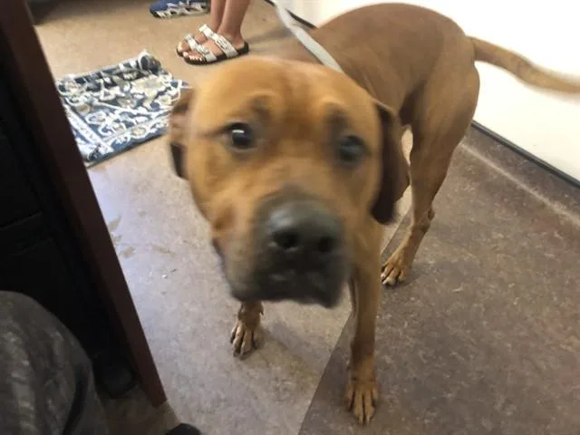 A young large-sized male Terrier dog named Simba for adoption in Saint Louis, MO