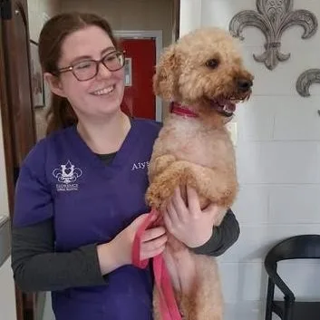 An adult small-sized female Yellow / Tan / Blond / Fawn Miniature Poodle dog named Pebbles for adoption in Hopkinton, MA
