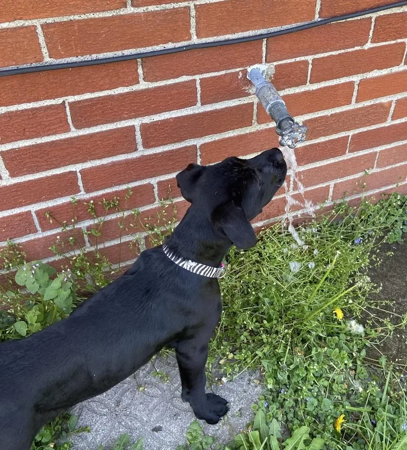 A baby medium-sized female Tricolor (Brown, Black, & White) Mixed Breed dog named Joann for adoption in Clinton Township, MI