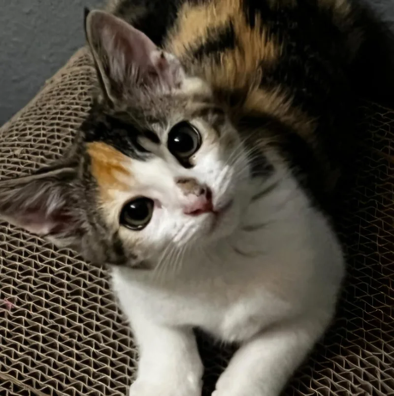 A baby medium-sized female Calico cat named Winnie for adoption in Fullerton, CA