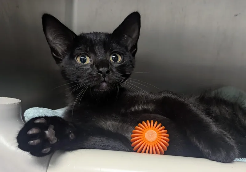 A baby large-sized male Black Domestic Short Hair cat named Zachary for adoption in Springfield, IL