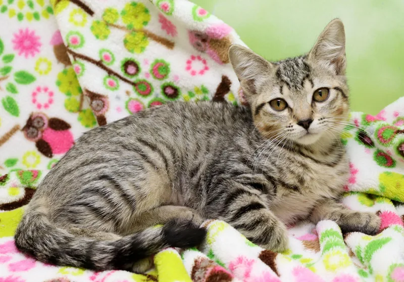 A baby medium-sized female Tabby (Buff / Tan / Fawn) Domestic Short Hair cat named Ginger for adoption in Tierra Verde, FL