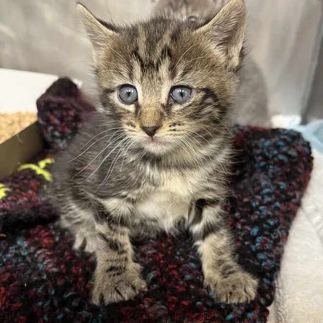 A baby small-sized female Brown / Chocolate Domestic Short Hair cat named "Mango" for adoption in Perkiomenville, PA