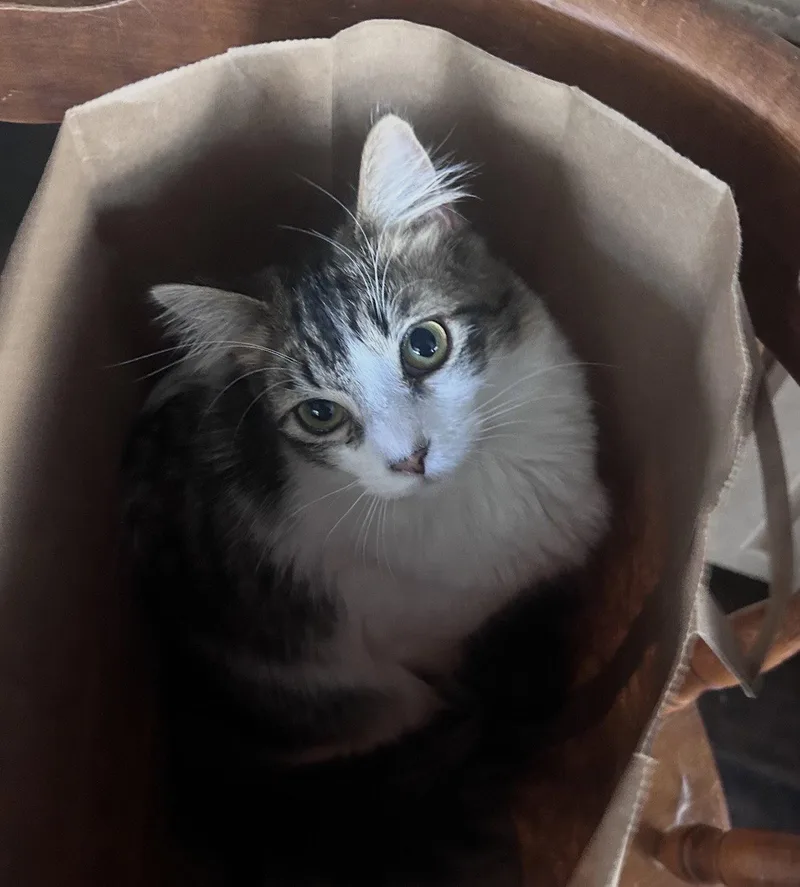 A young medium-sized female Domestic Long Hair cat named Ophelia for adoption in Riverside, CA