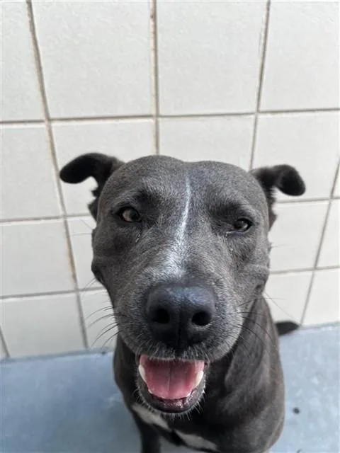 An adult medium-sized female Pit Bull Terrier dog named Anita for adoption in Corpus Christi, TX
