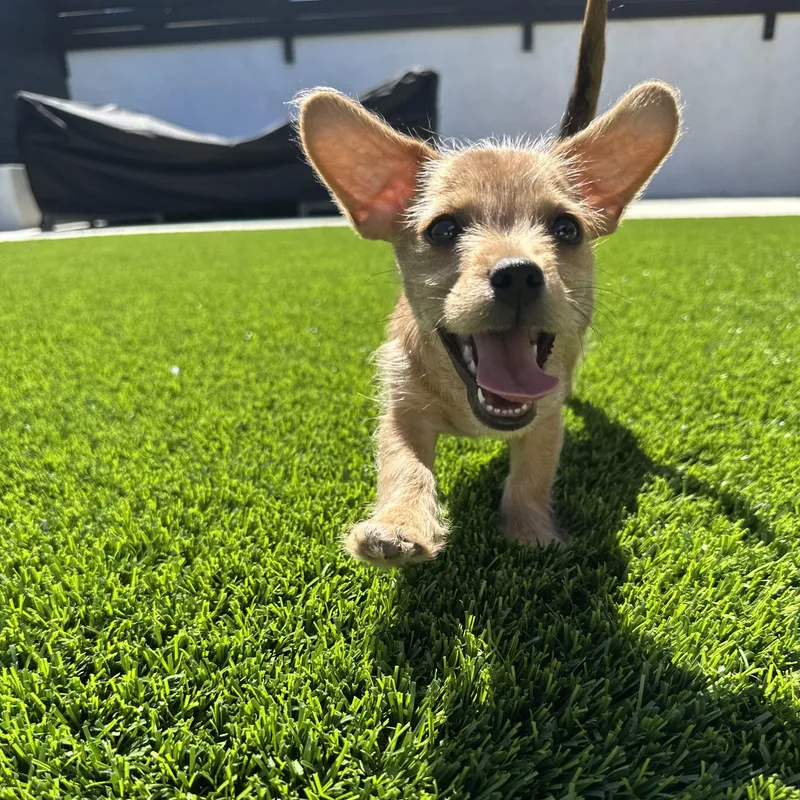 Sir Lorax thumbnail 2