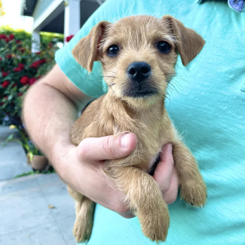 Sir Lorax thumbnail 3