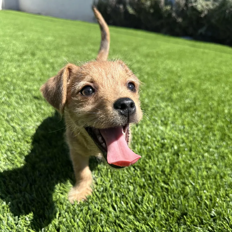 Sir Lorax thumbnail 4