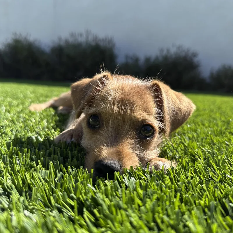 Sir Lorax thumbnail 5