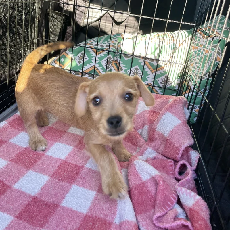 Sir Lorax thumbnail 6