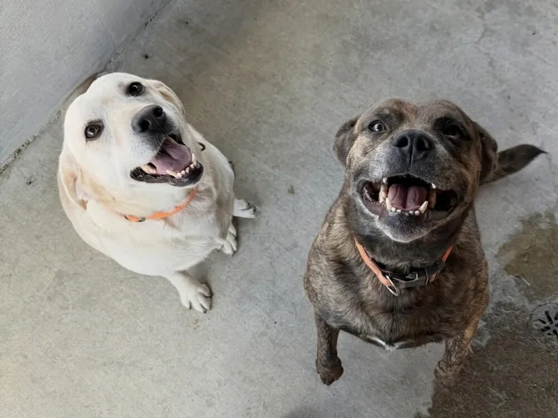 An adult large-sized female Yellow / Tan / Blond / Fawn Labrador Retriever dog named Chloe Bailey  BONDED for adoption in Silsbee, TX