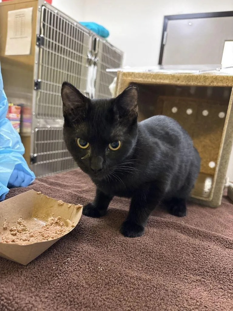 A baby small-sized female Black Domestic Short Hair cat named Dinda for adoption in Raleigh, NC
