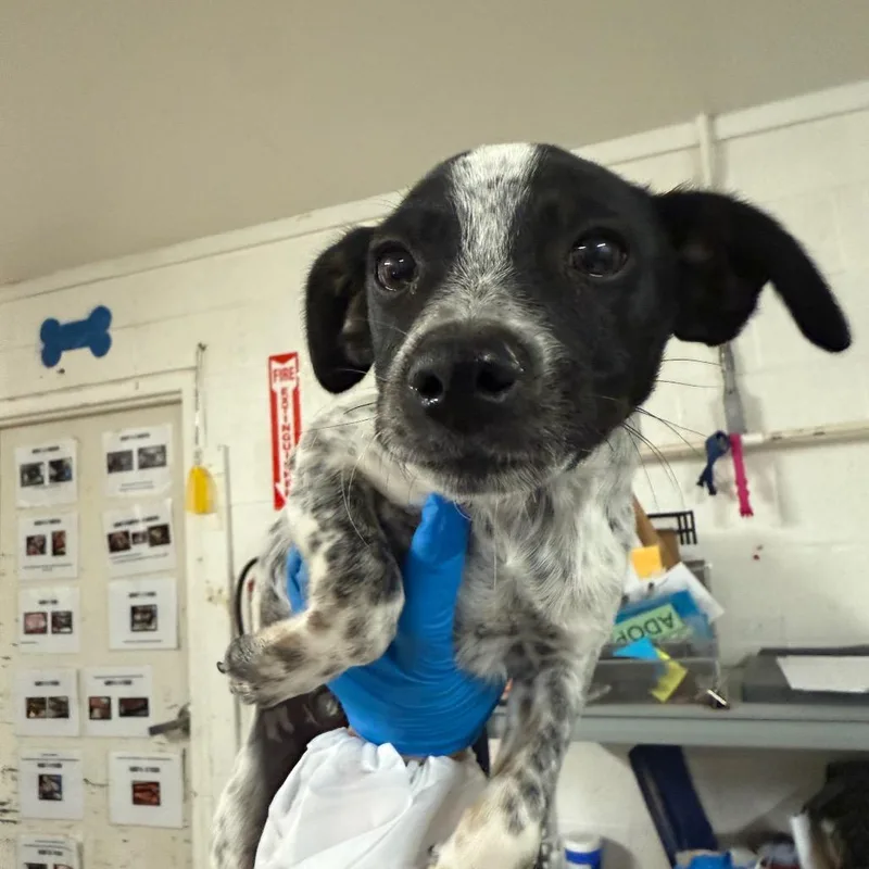 Nicholas thumbnail 2