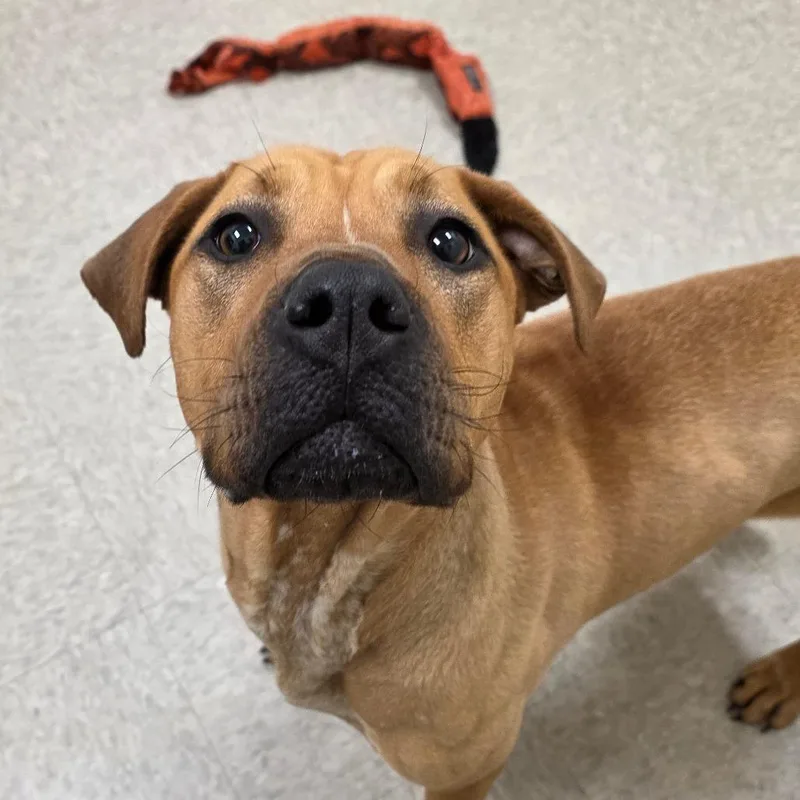 A young large-sized female Brown / Chocolate Labrador Retriever dog named Sulfur for adoption in Chatham, VA