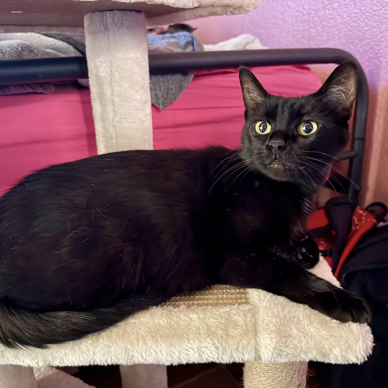 A young medium-sized female Black Domestic Short Hair cat named Queen Willow for adoption in Bentonville, AR