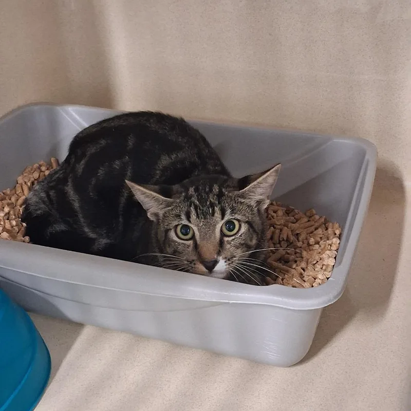 A young medium-sized male Domestic Short Hair cat named Dexter for adoption in Gautier, MS