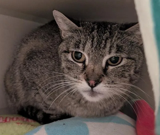An adult small-sized female Domestic Short Hair cat named Twig for adoption in Denver, CO