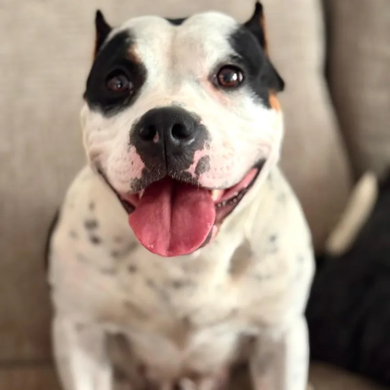 A senior small-sized female White / Cream Pit Bull Terrier dog named Babette ~ Coming Soon!!! for adoption in Chicago, IL