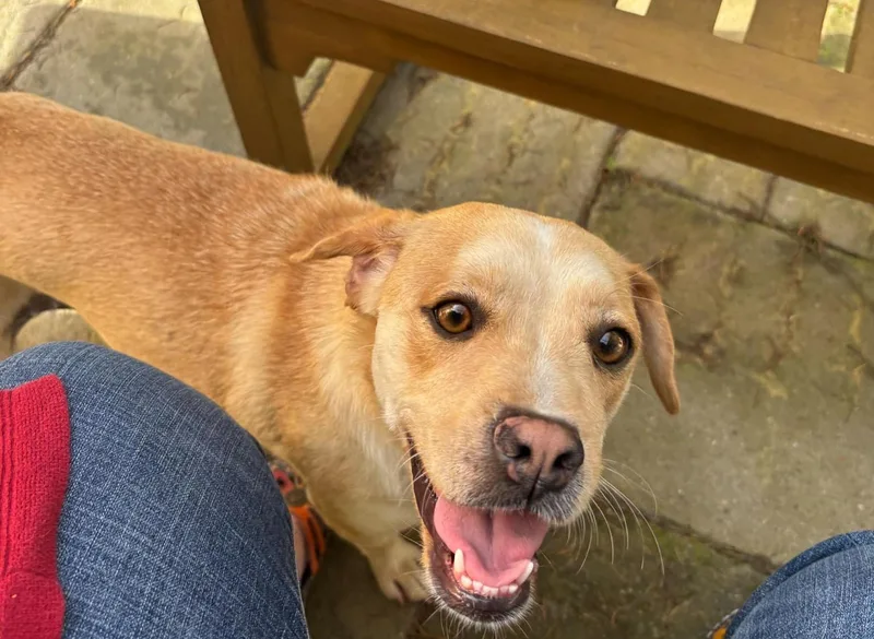 An adult medium-sized female Yellow / Tan / Blond / Fawn Beagle dog named Sahara for adoption in Alameda, CA