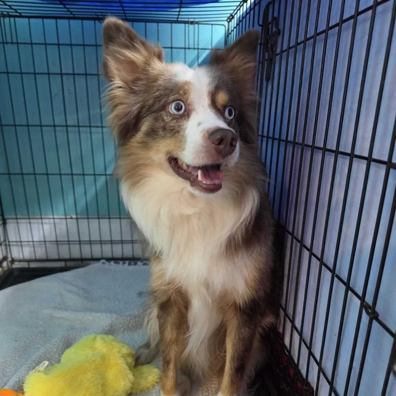 Gizmo