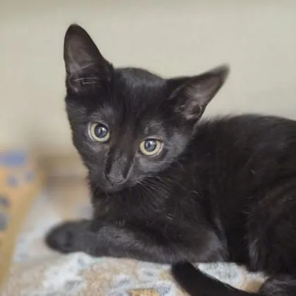 A baby medium-sized male Domestic Short Hair cat named March for adoption in Sacramento, CA