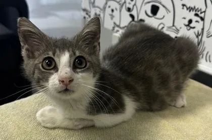 A young small-sized male Domestic Short Hair cat named b Hiccup for adoption in North Charleston, SC