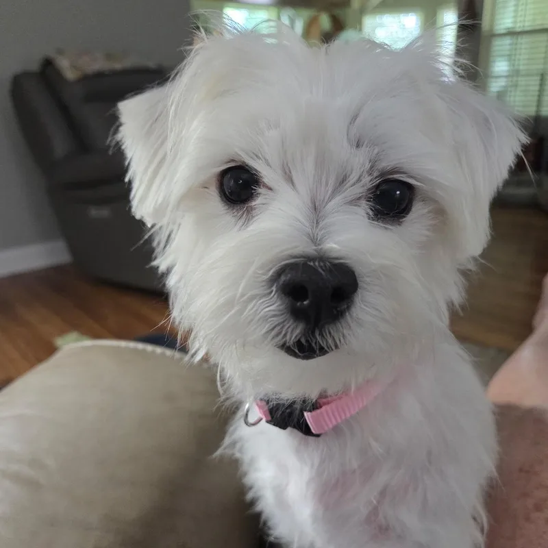 A young small-sized female White / Cream Maltese dog named Chloe for adoption in Fort Bragg, CA