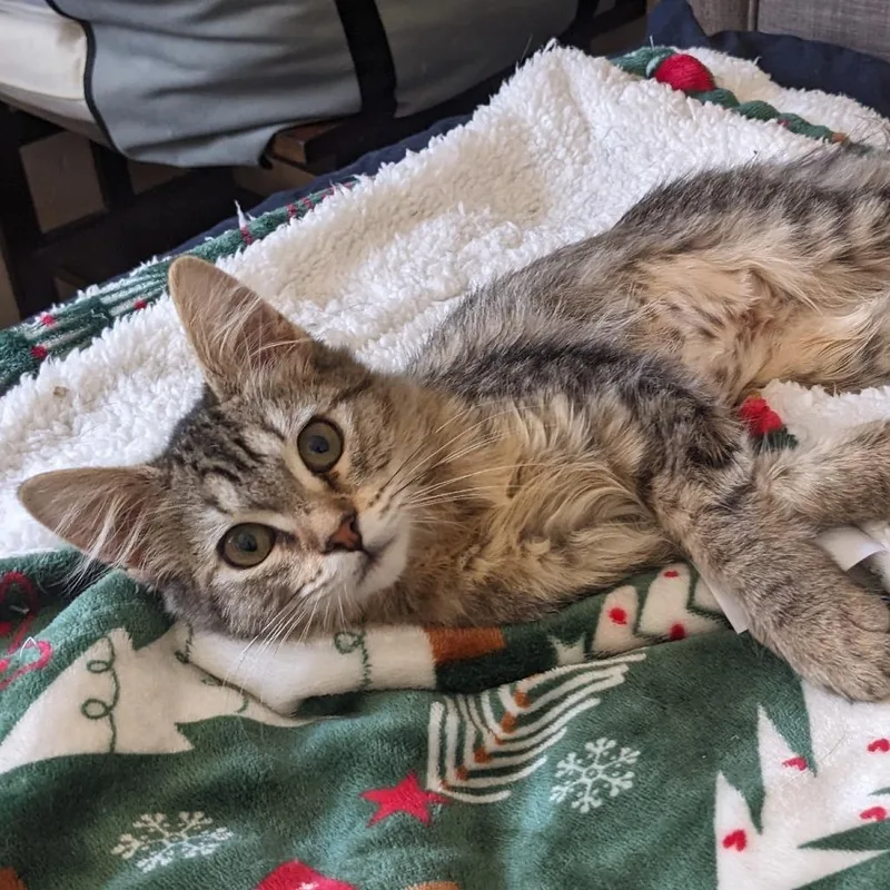 A baby medium-sized female Torbie Domestic Medium Hair cat named Freya for adoption in Long Beach, CA