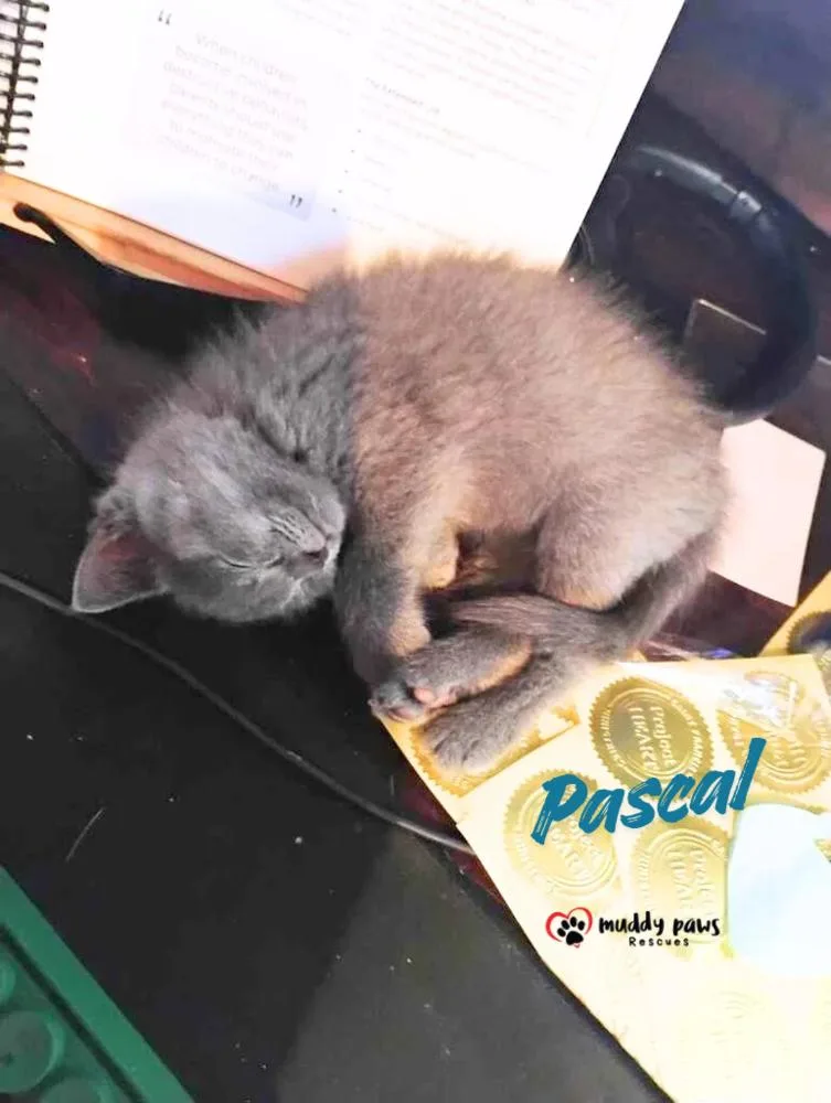 A baby small-sized female Tortoiseshell Domestic Short Hair cat named Princess Pals: Pascal for adoption in Council Bluffs, IA