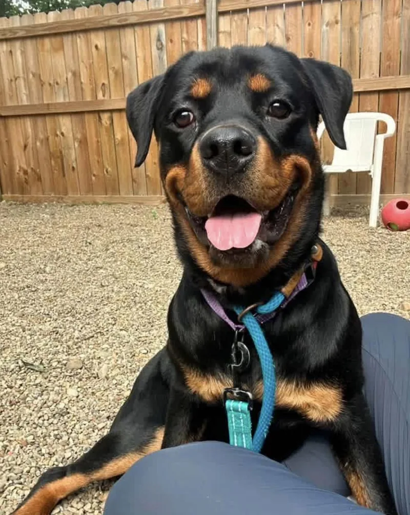 A young large-sized female Rottweiler dog named Ember for adoption in Youngstown, OH