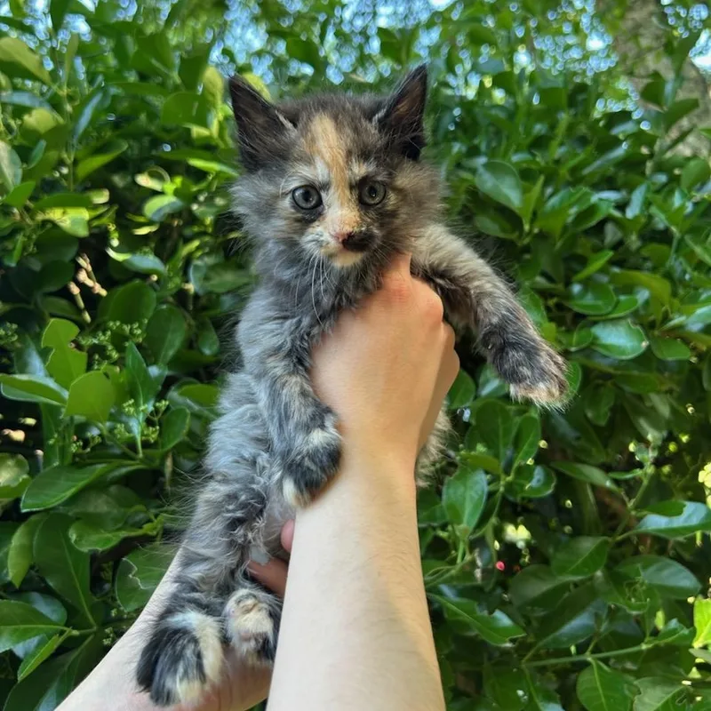 A baby medium-sized female Calico cat named Paloma for adoption in Fairfax Station, VA