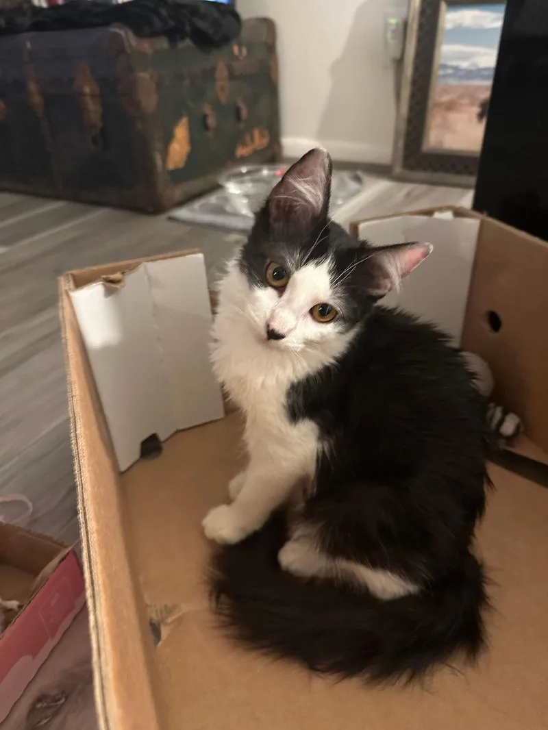A baby medium-sized male Black & White / Tuxedo Domestic Medium Hair cat named Loki & Shunamite for adoption in Lakewood, CO