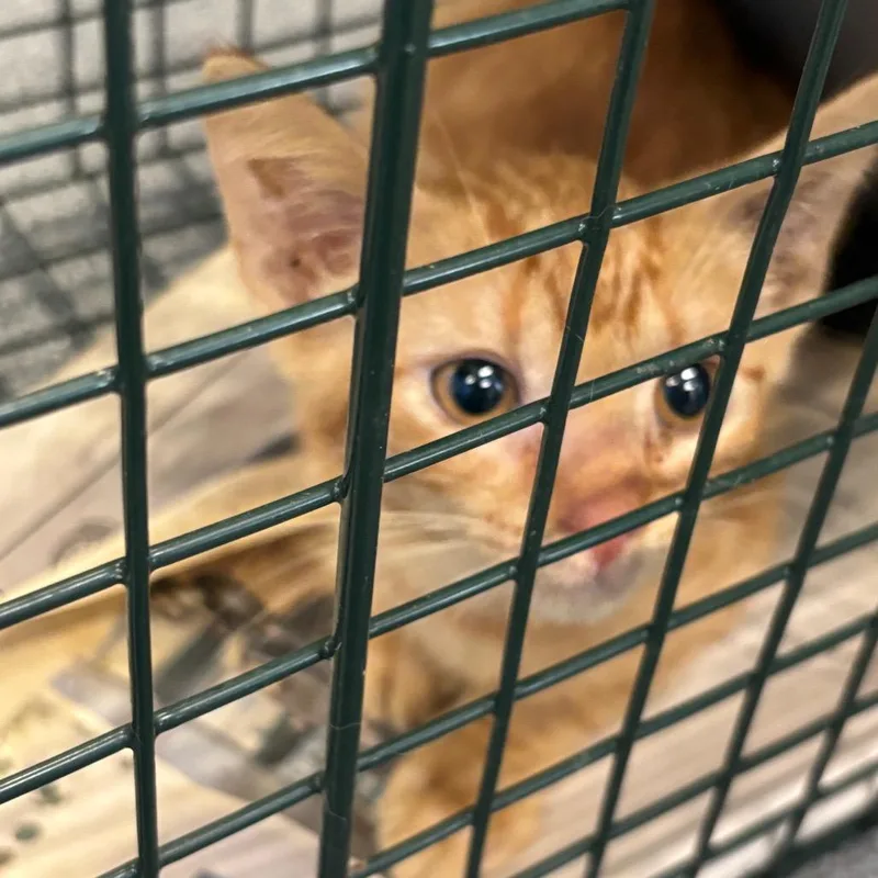 A baby small-sized female Orange / Red Domestic Short Hair cat named Ginger for adoption in Montgomery, AL