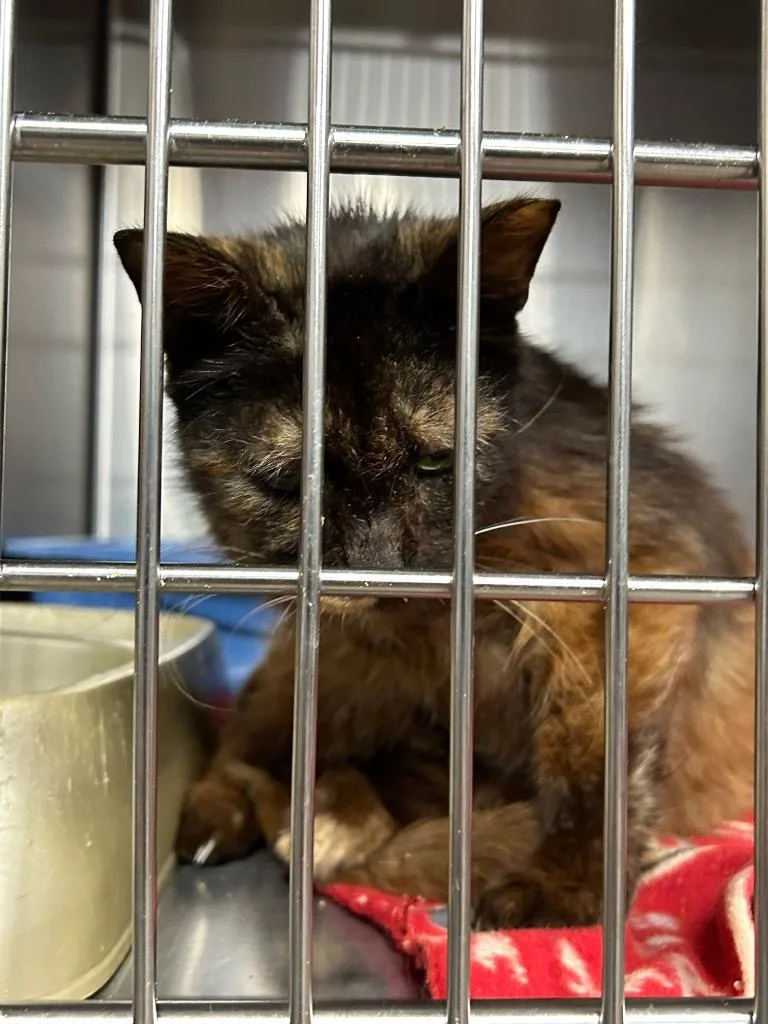 A senior medium-sized female Domestic Short Hair cat named Hadley for adoption in Gautier, MS