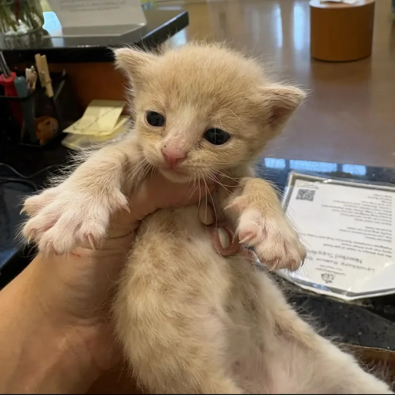 A baby small-sized male Orange / Red Domestic Short Hair cat named Winnie for adoption in Lynchburg, VA