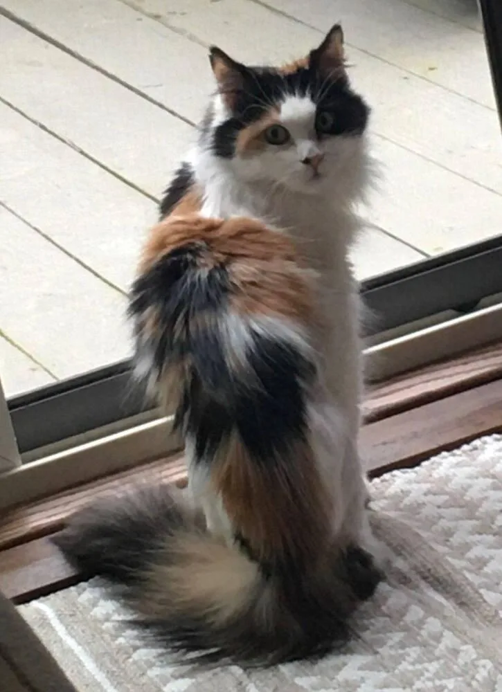 A senior medium-sized female Domestic Long Hair cat named Sr Penny for adoption in Southbury, CT