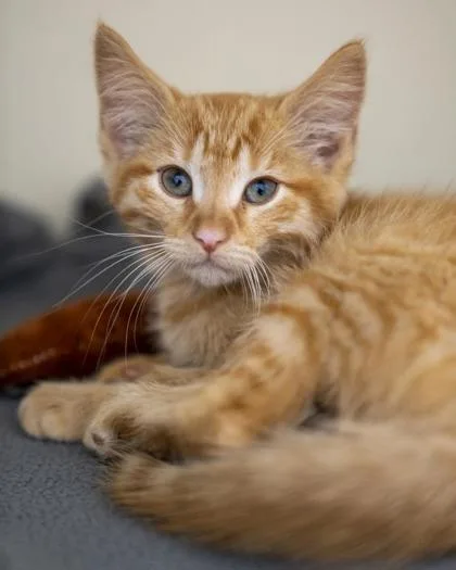 A baby small-sized female Domestic Short Hair cat named Juniper for adoption in Pequot Lakes, MN