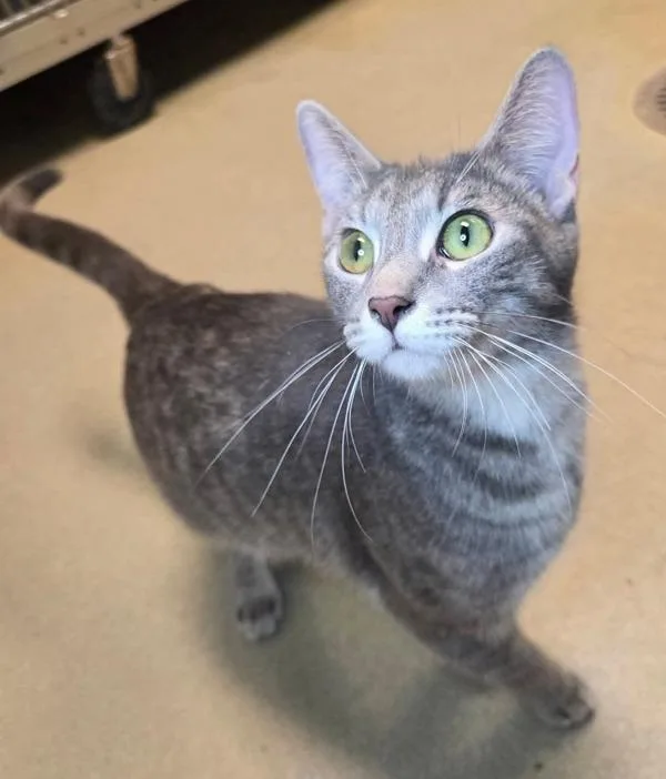An adult medium-sized female Domestic Short Hair cat named First Aid Kit for adoption in Millersville, MD