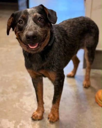 A young medium-sized male Australian Cattle Dog / Blue Heeler dog named Jak for adoption in Bowling Green, KY