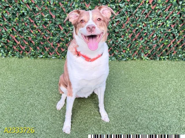 An adult large-sized female Mixed Breed dog named Sadie for adoption in West Palm Beach, FL