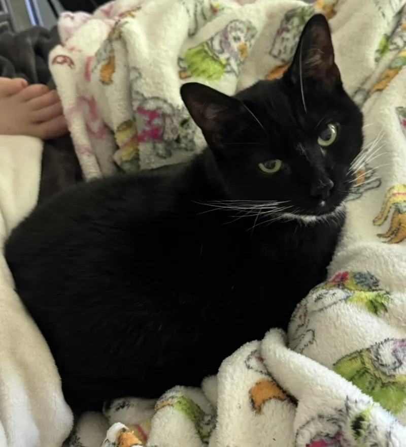 A senior large-sized male Black & White / Tuxedo Domestic Short Hair cat named Diamondlove bug for adoption in Beverly, MA